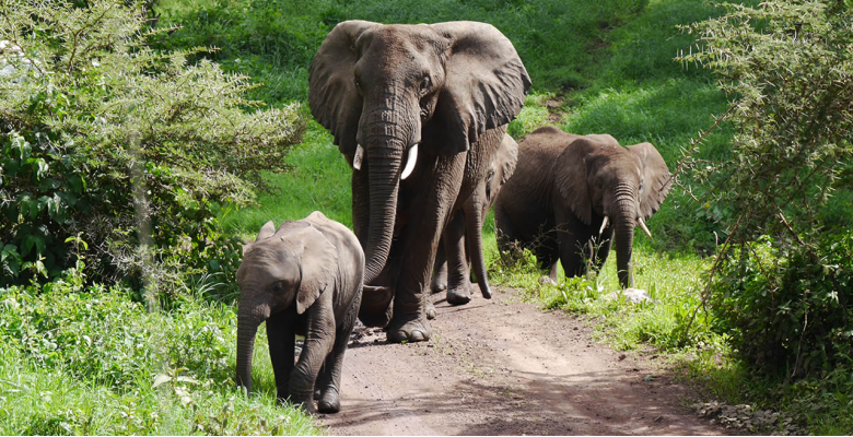 Akagera National park