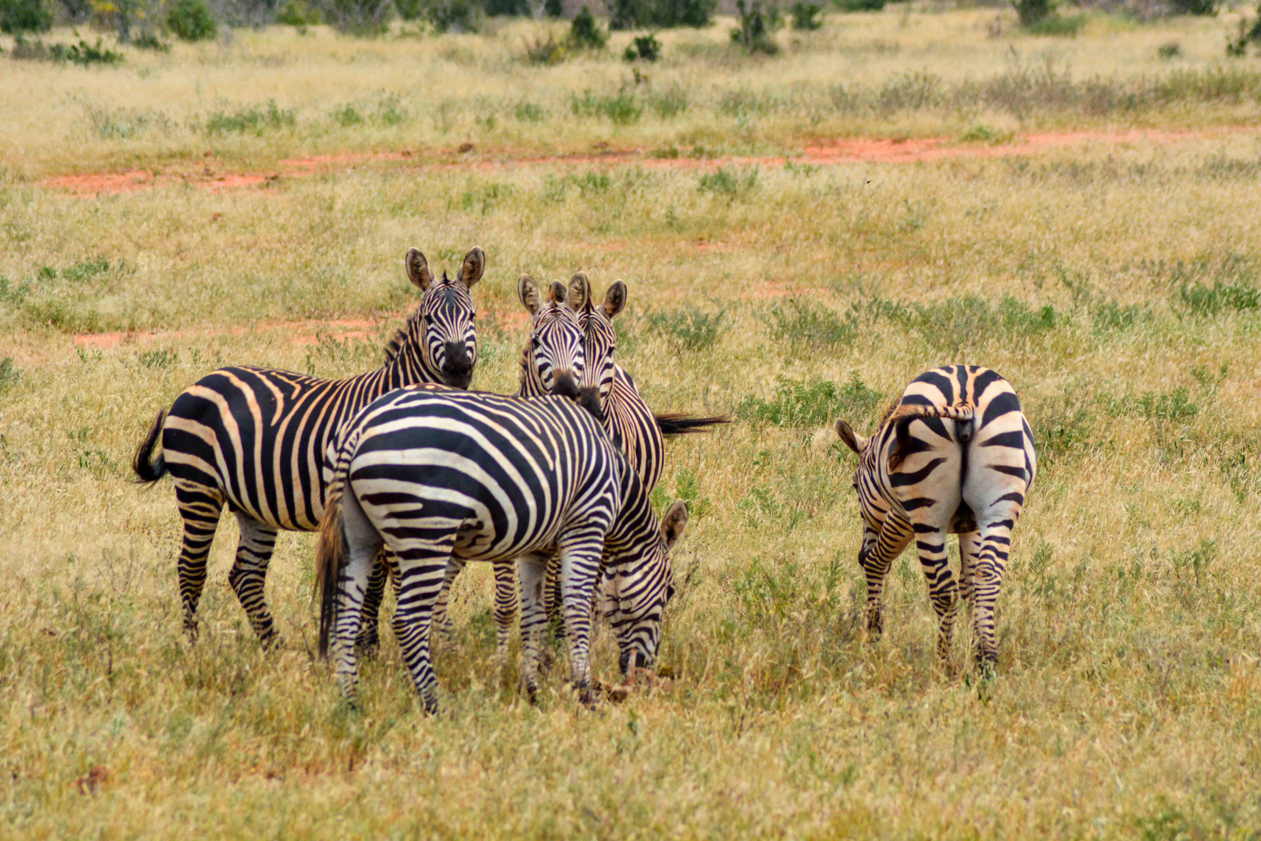 Tanzania